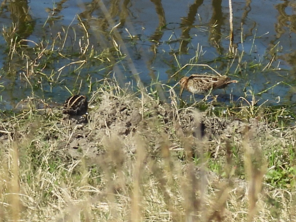 Wilson's Snipe - ML538166831