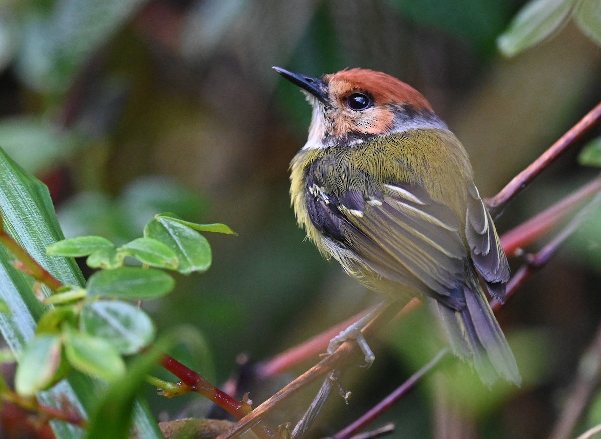 Rufous-crowned Tody-Flycatcher - ML538167431