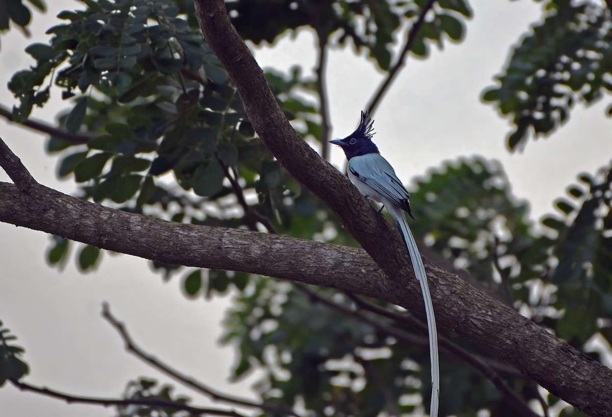 Indian Paradise-Flycatcher - Prashanth Mohan B H