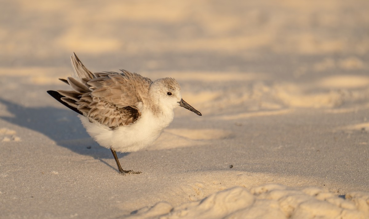 Sanderling - Susan Nagi