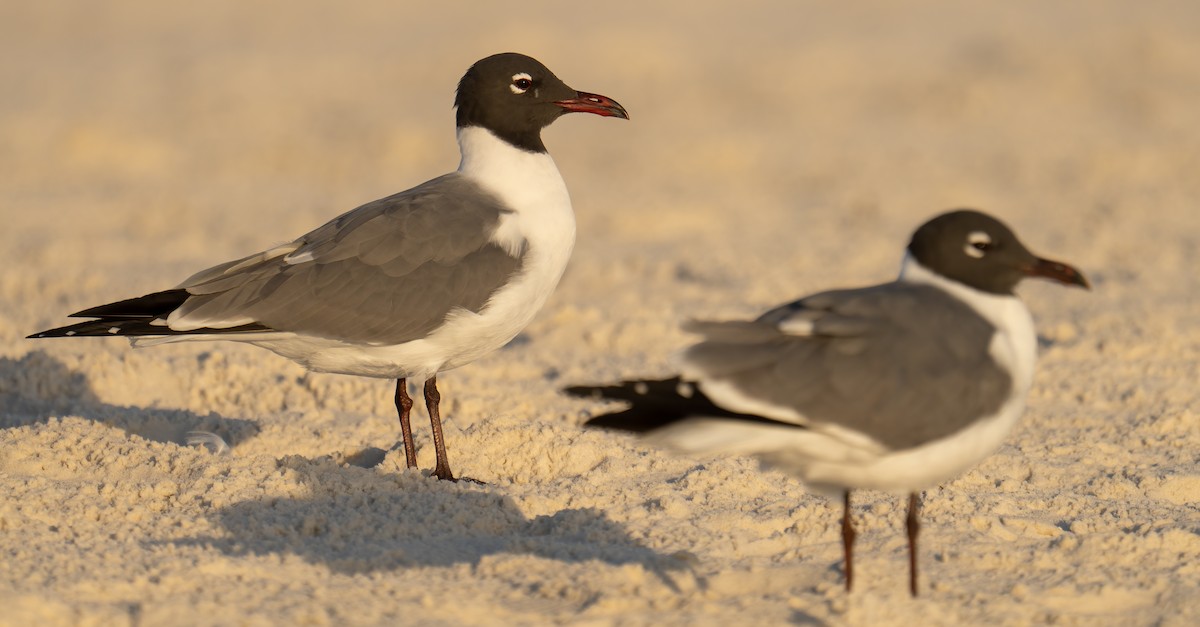 Laughing Gull - ML538168671