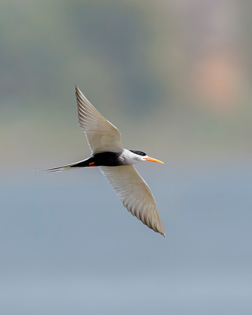 Black-bellied Tern - ML538168741