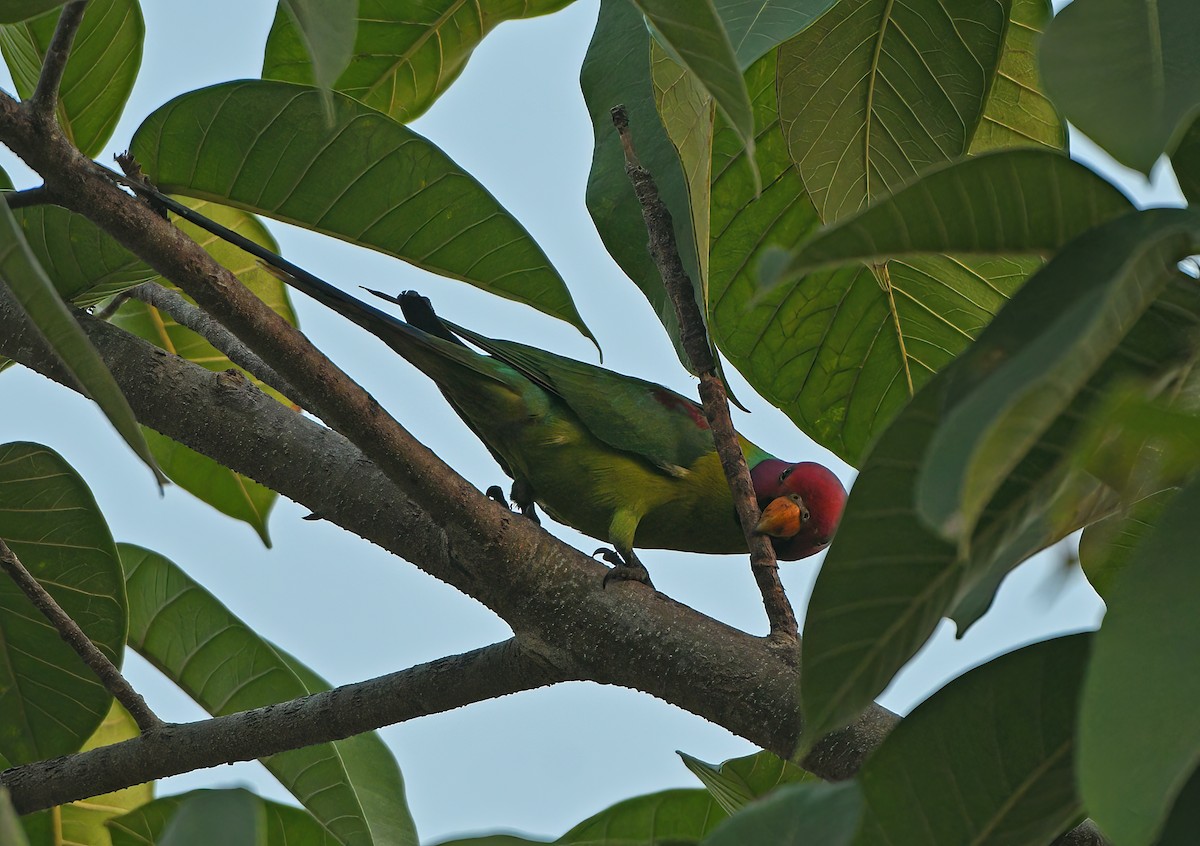 Plum-headed Parakeet - Prashanth Mohan B H
