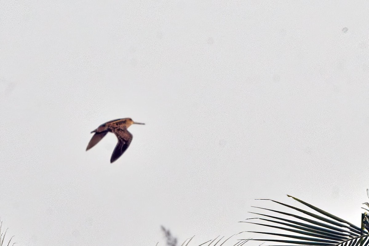 Pin-tailed Snipe - Prashanth Mohan B H