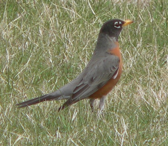 American Robin - ML53817071