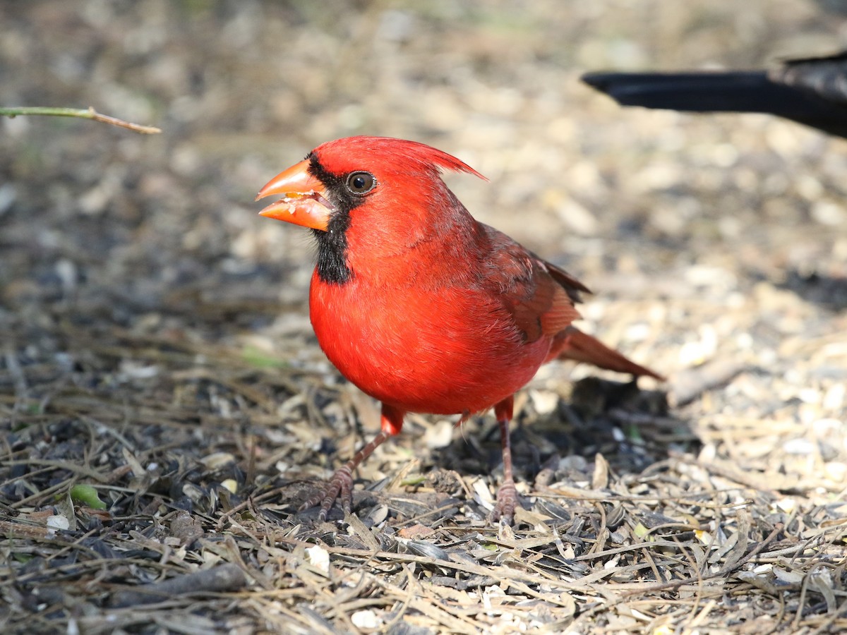 Northern Cardinal - Steve Calver