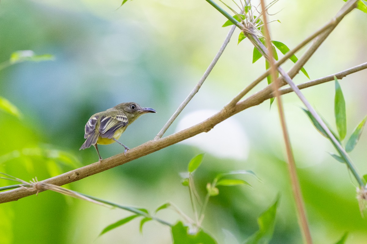 Southern Bentbill - ML538171471