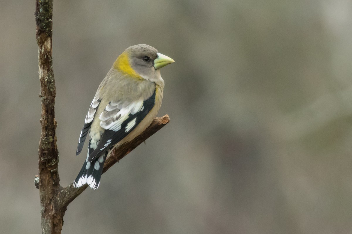 Evening Grosbeak - Kyle Blaney