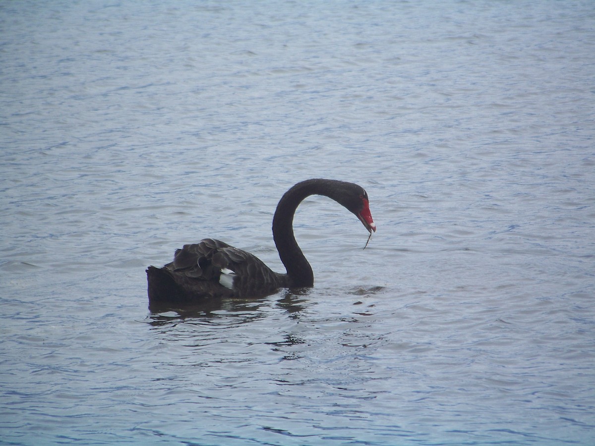 Black Swan - ML538174211
