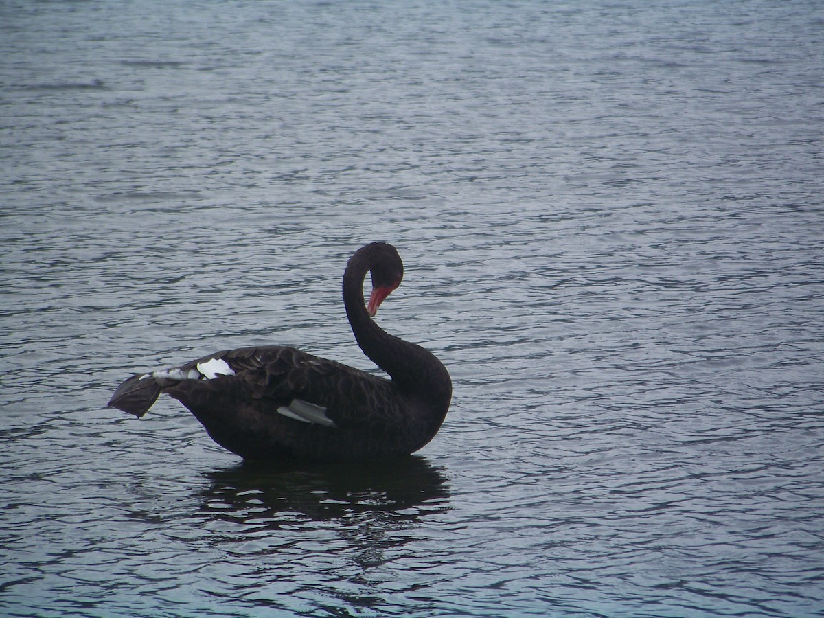 Black Swan - ML538174221