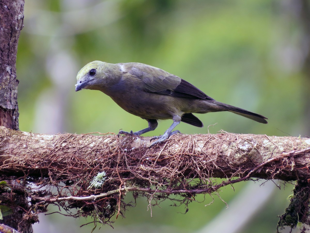 Palm Tanager - Daniel Matamoros