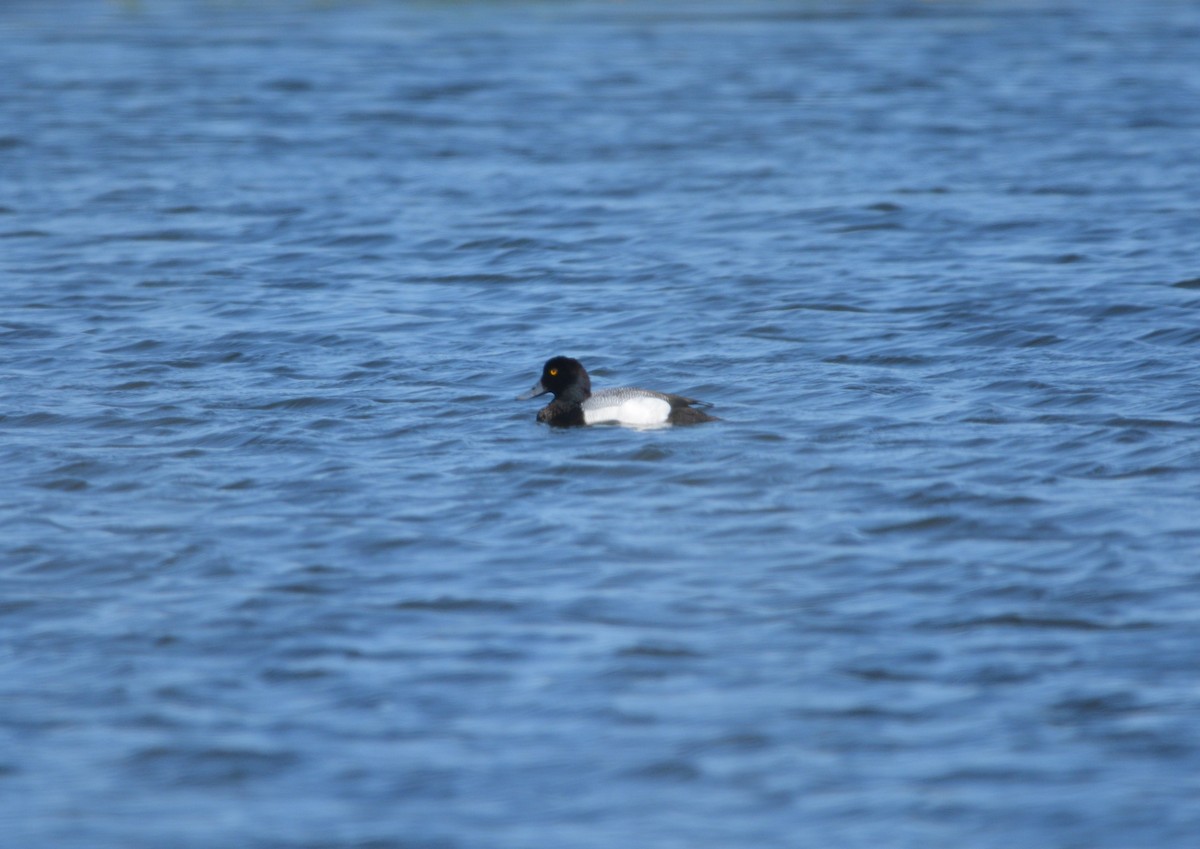 Greater Scaup - ML53817651
