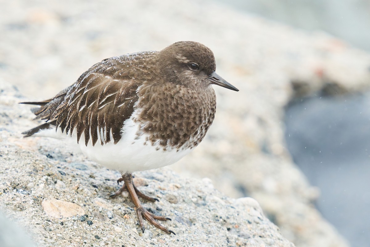 Black Turnstone - Grigory Heaton