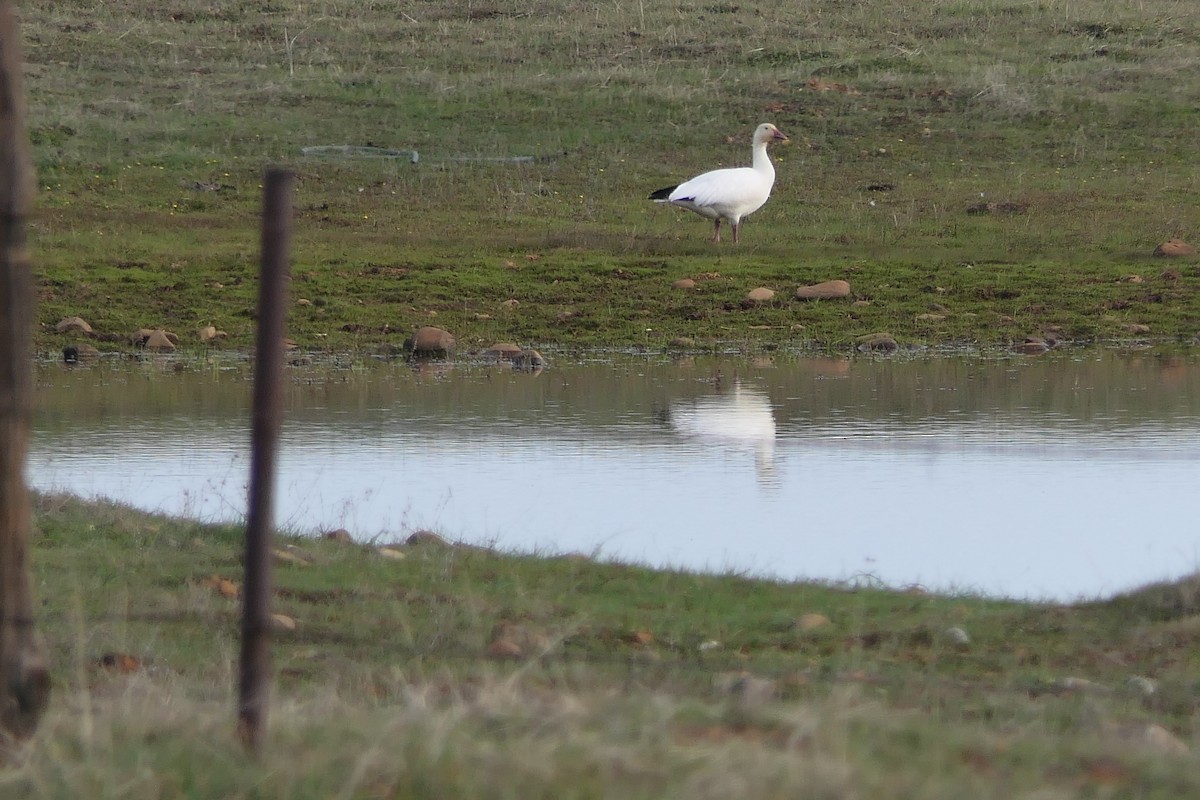 Snow Goose - ML538179151