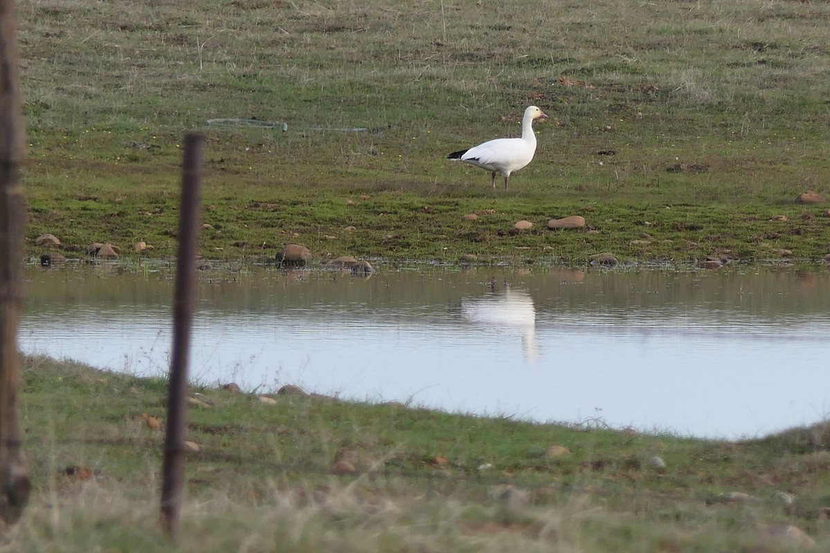 Snow Goose - ML538179171