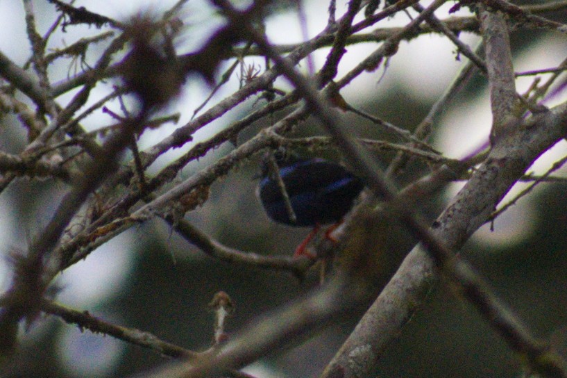 Red-legged Honeycreeper - Nico Stuurman