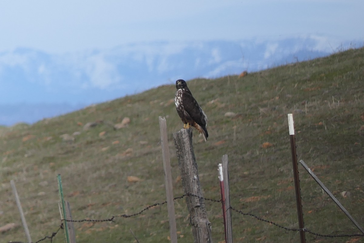 Red-tailed Hawk - ML538179631