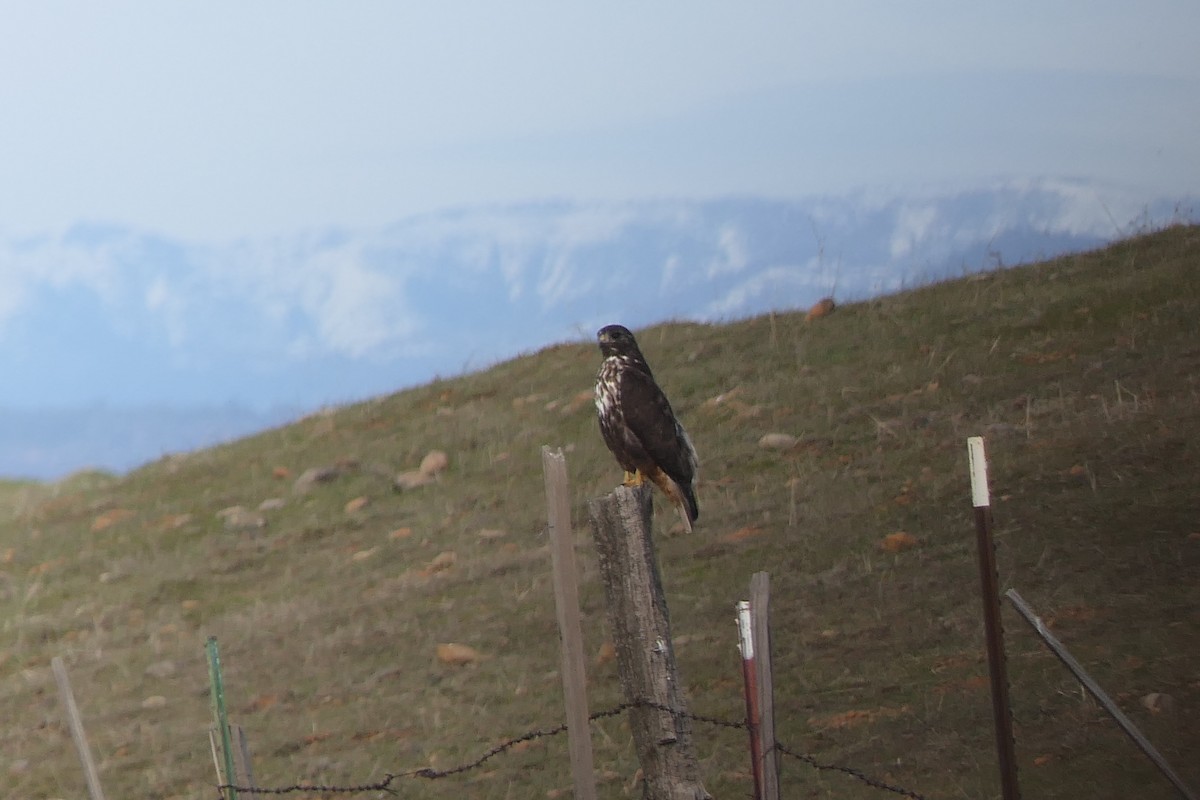 Red-tailed Hawk - ML538179661