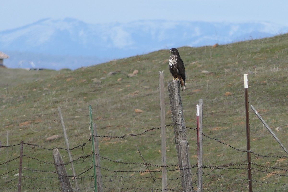 Red-tailed Hawk - ML538179671