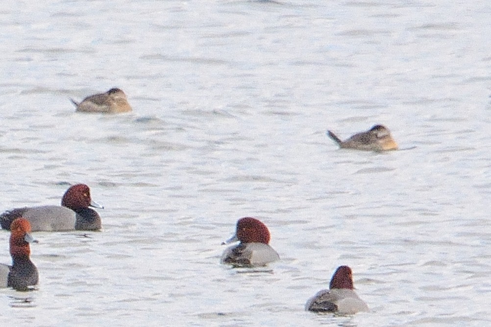 Ruddy Duck - John Gordinier