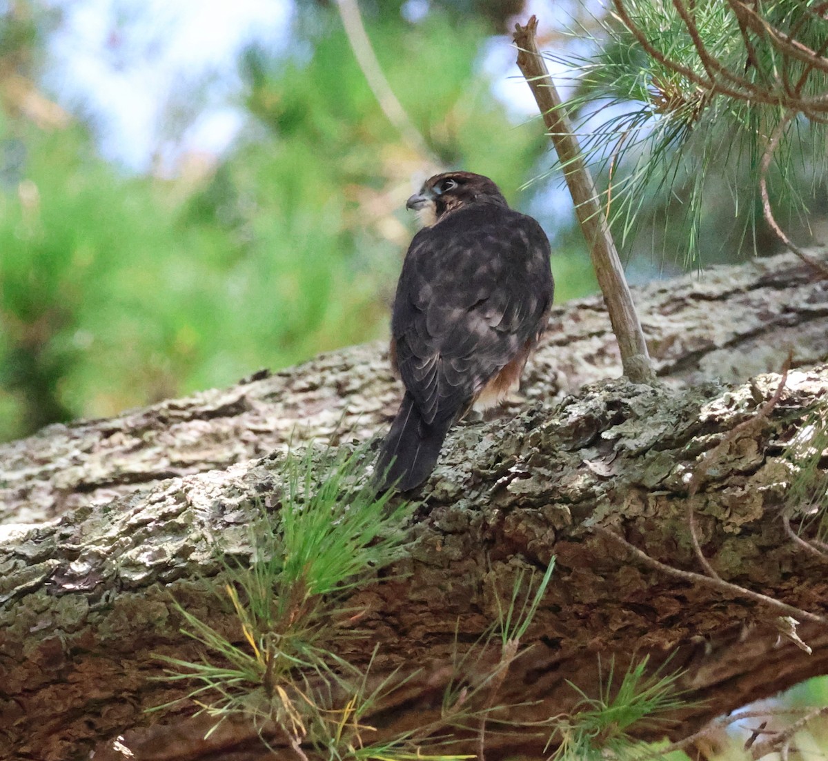 New Zealand Falcon - ML538180761