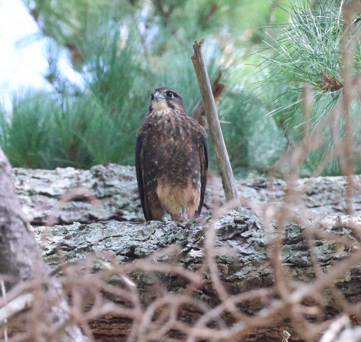 New Zealand Falcon - Murray DELAHOY