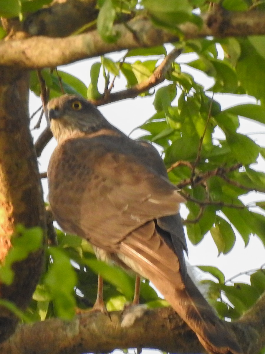 Eurasian Sparrowhawk - ML538180811