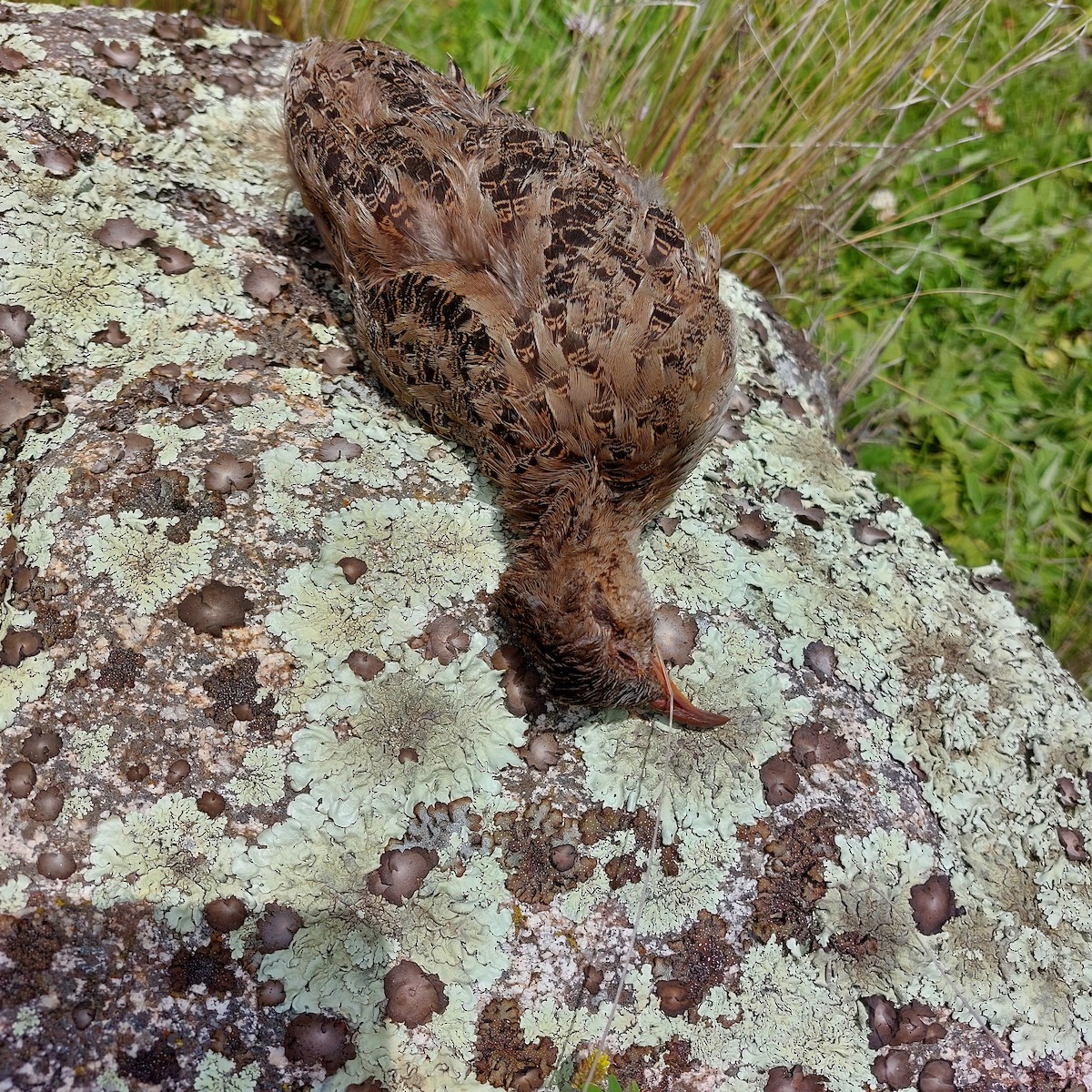 Andean Tinamou - Viviana Fuentes