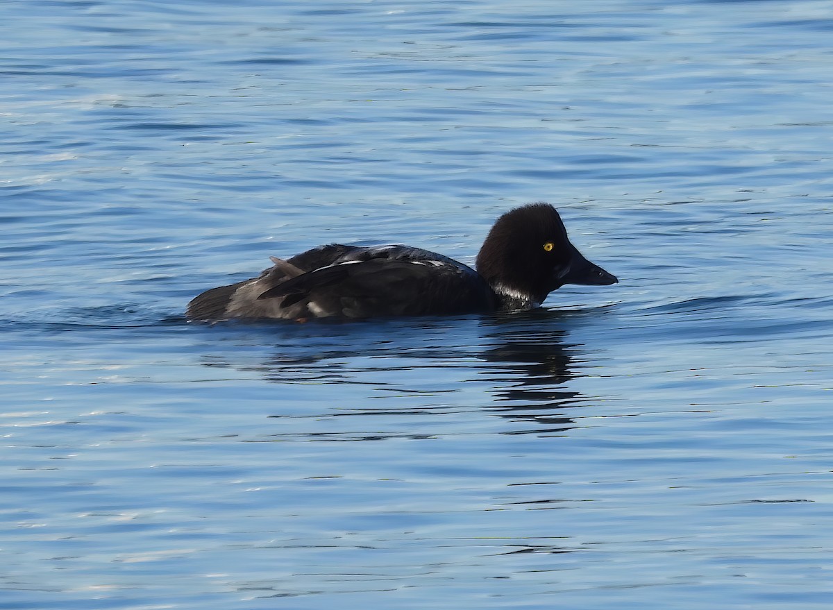 Common Goldeneye - ML538181201