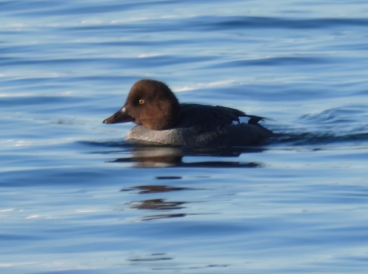 Common Goldeneye - ML538181231