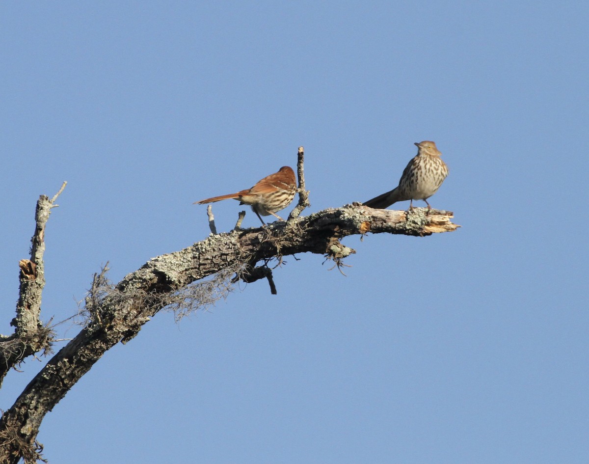 Brown Thrasher - Mike O'Malley
