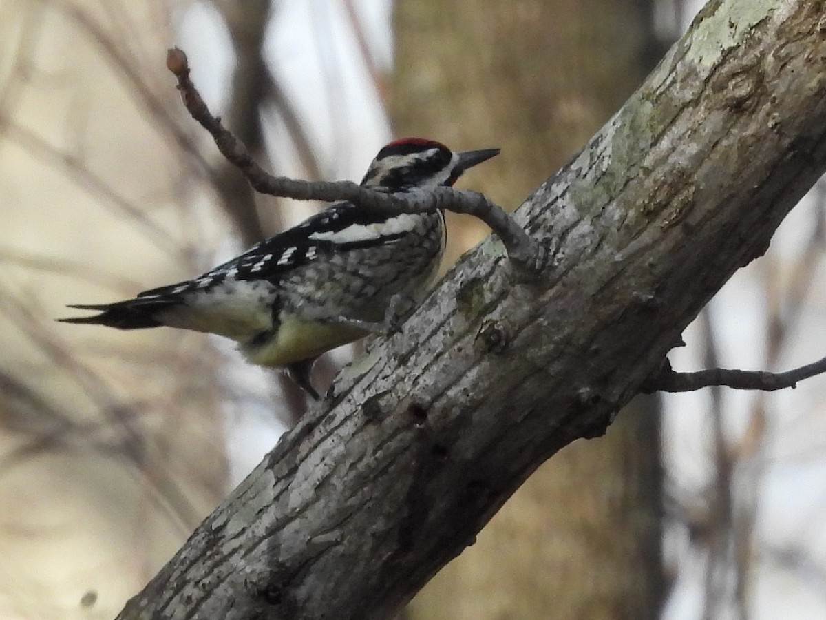 Yellow-bellied Sapsucker - ML538182481