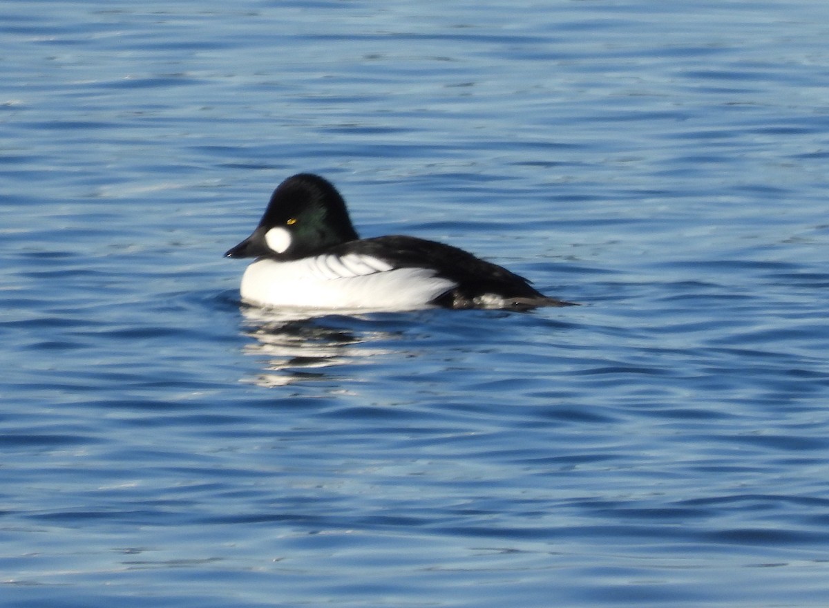 Common Goldeneye - ML538182621