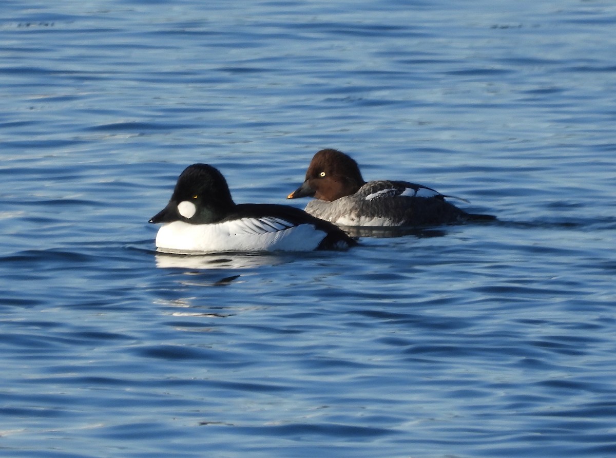 Common Goldeneye - ML538183071