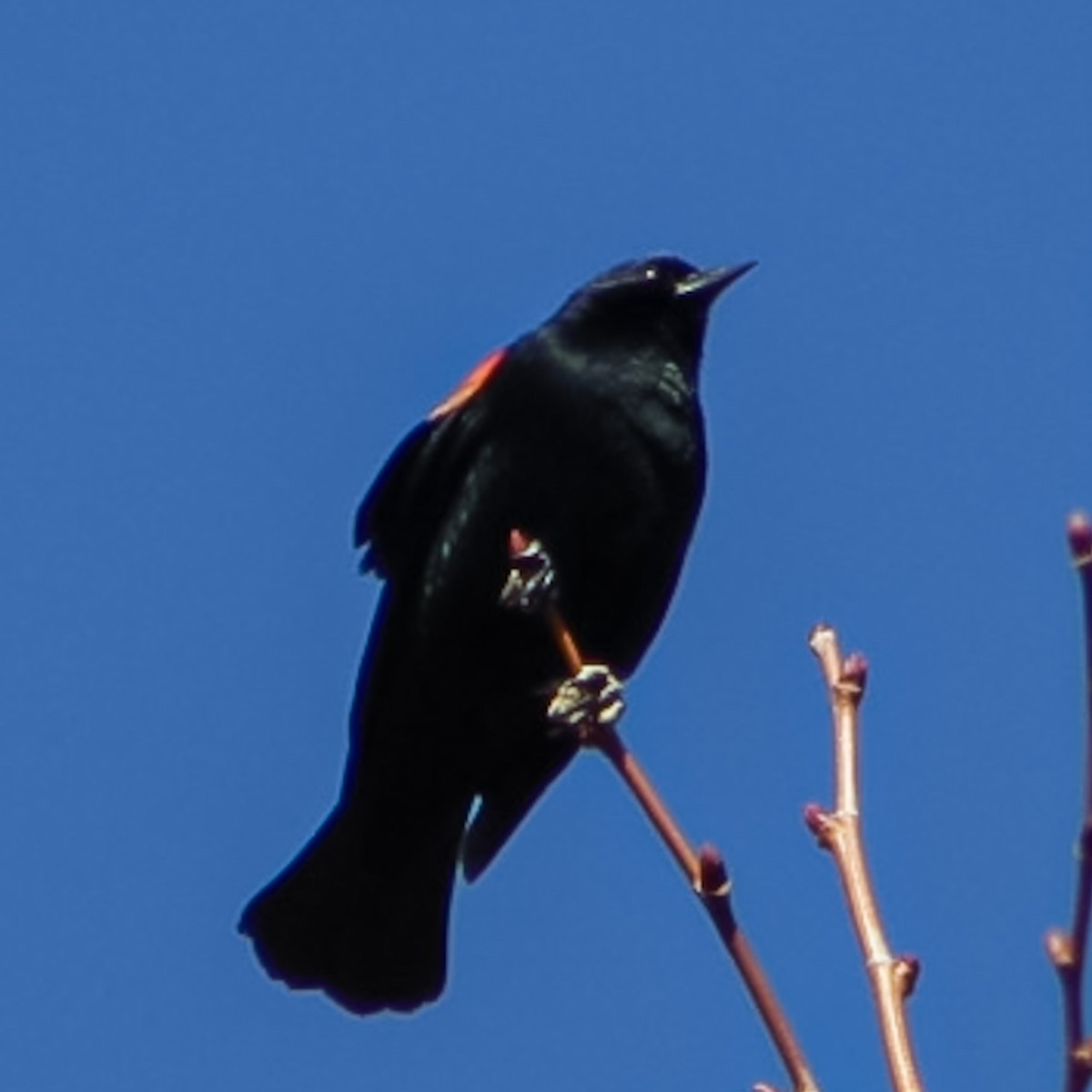 Red-winged Blackbird - ML538183201