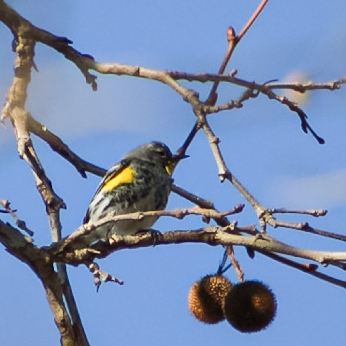 Yellow-rumped Warbler - ML538183261