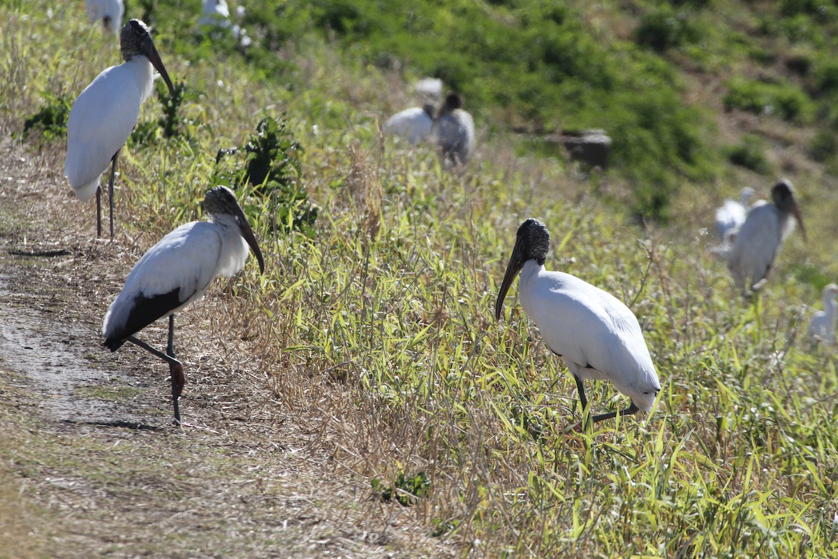 Wood Stork - ML538183901