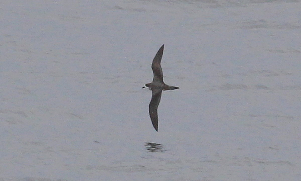 Petrel Hawaiano - ML538184051