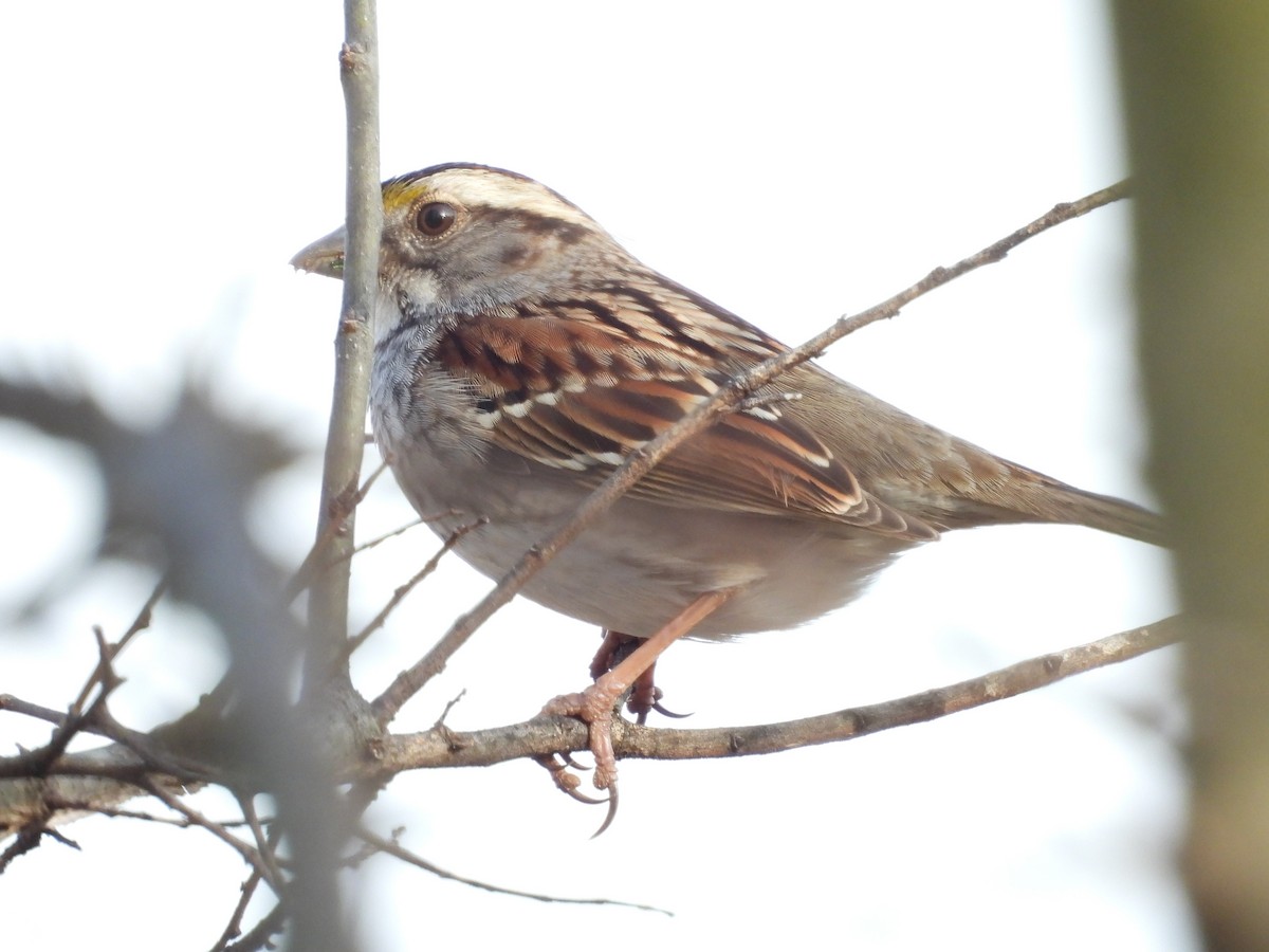 White-throated Sparrow - ML538184141