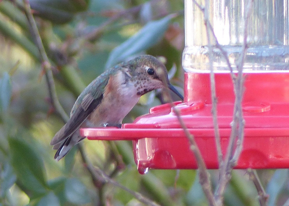 Rufous Hummingbird - ML538185541