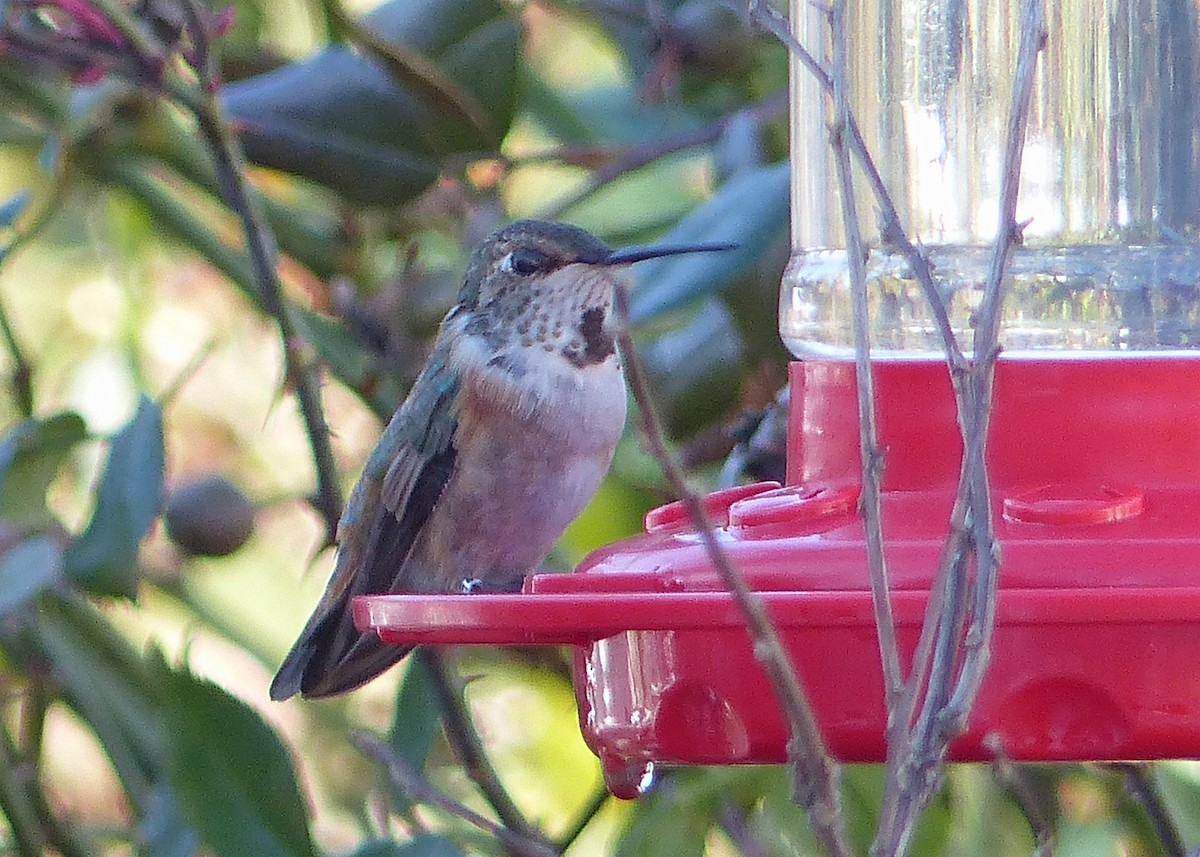Rufous Hummingbird - ML538185581