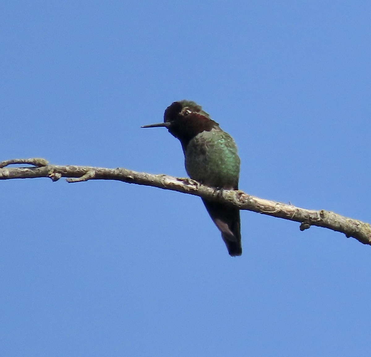 Anna's Hummingbird - George Chrisman