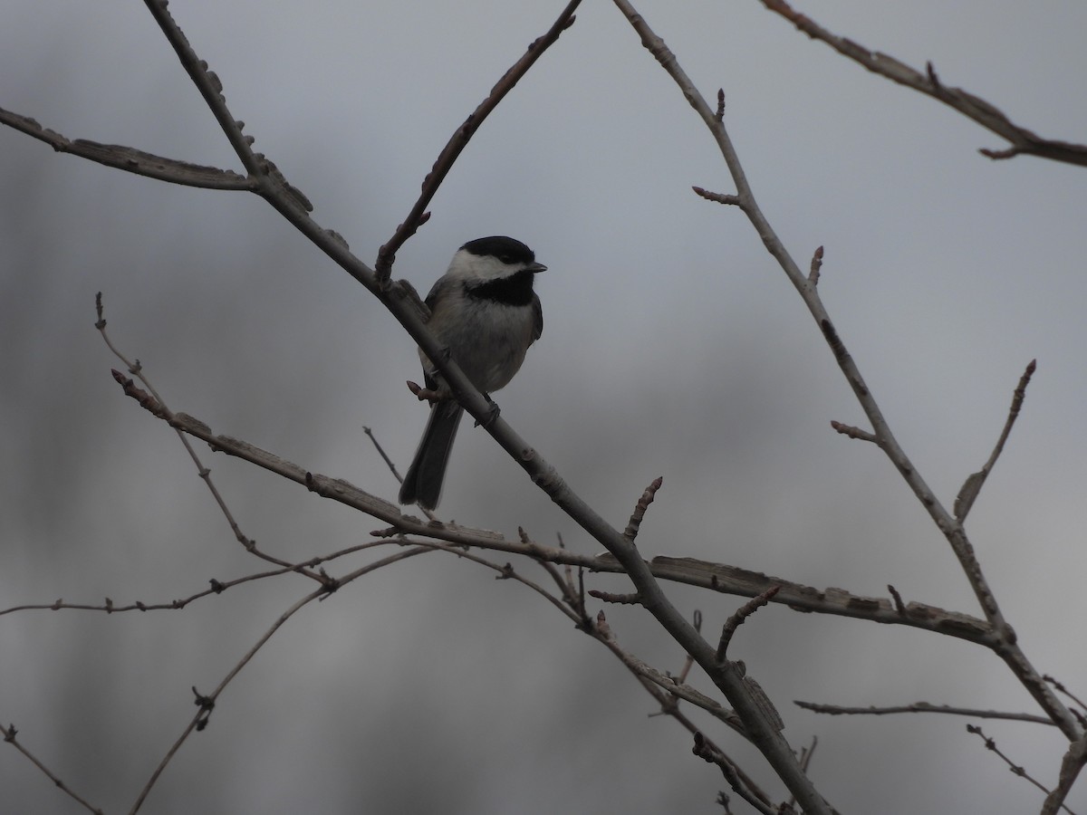 Carolina Chickadee - ML538186031