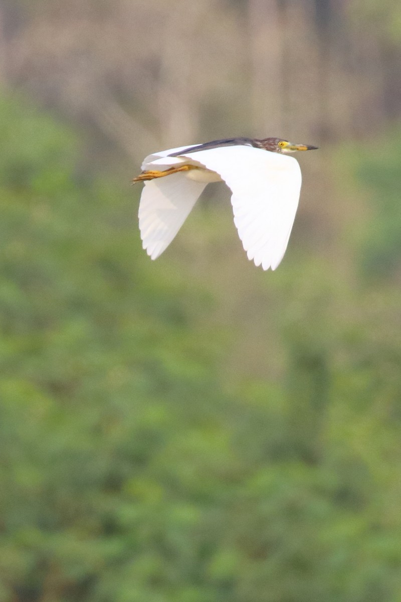 Chinese Pond-Heron - ML538187031