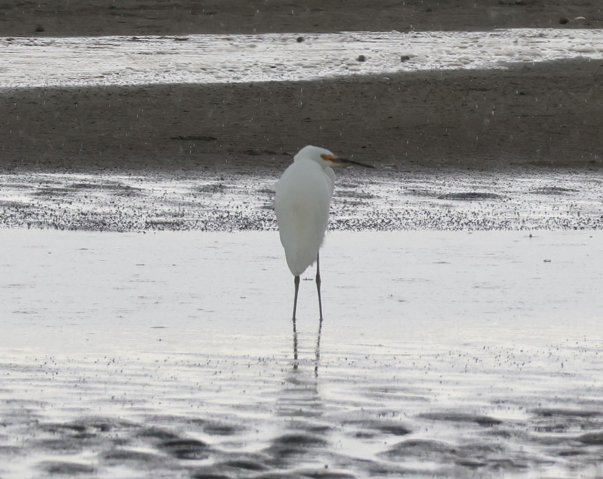 Little Egret - Murray DELAHOY