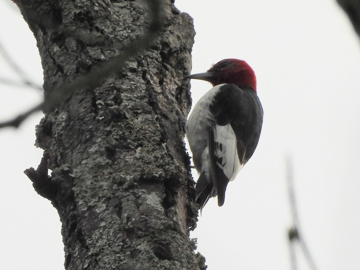 Red-headed Woodpecker - ML538187541