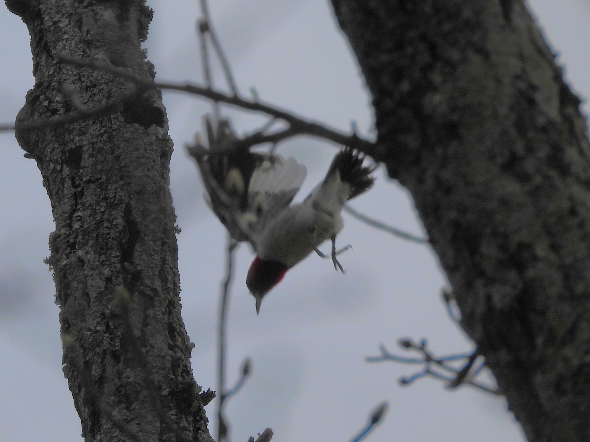Red-headed Woodpecker - ML538187591
