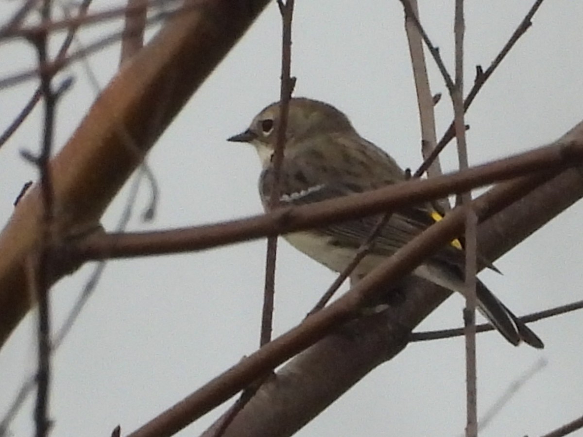 Yellow-rumped Warbler - ML538190021