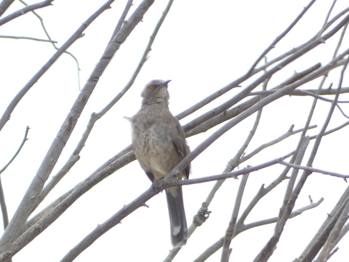 Curve-billed Thrasher - ML538190461