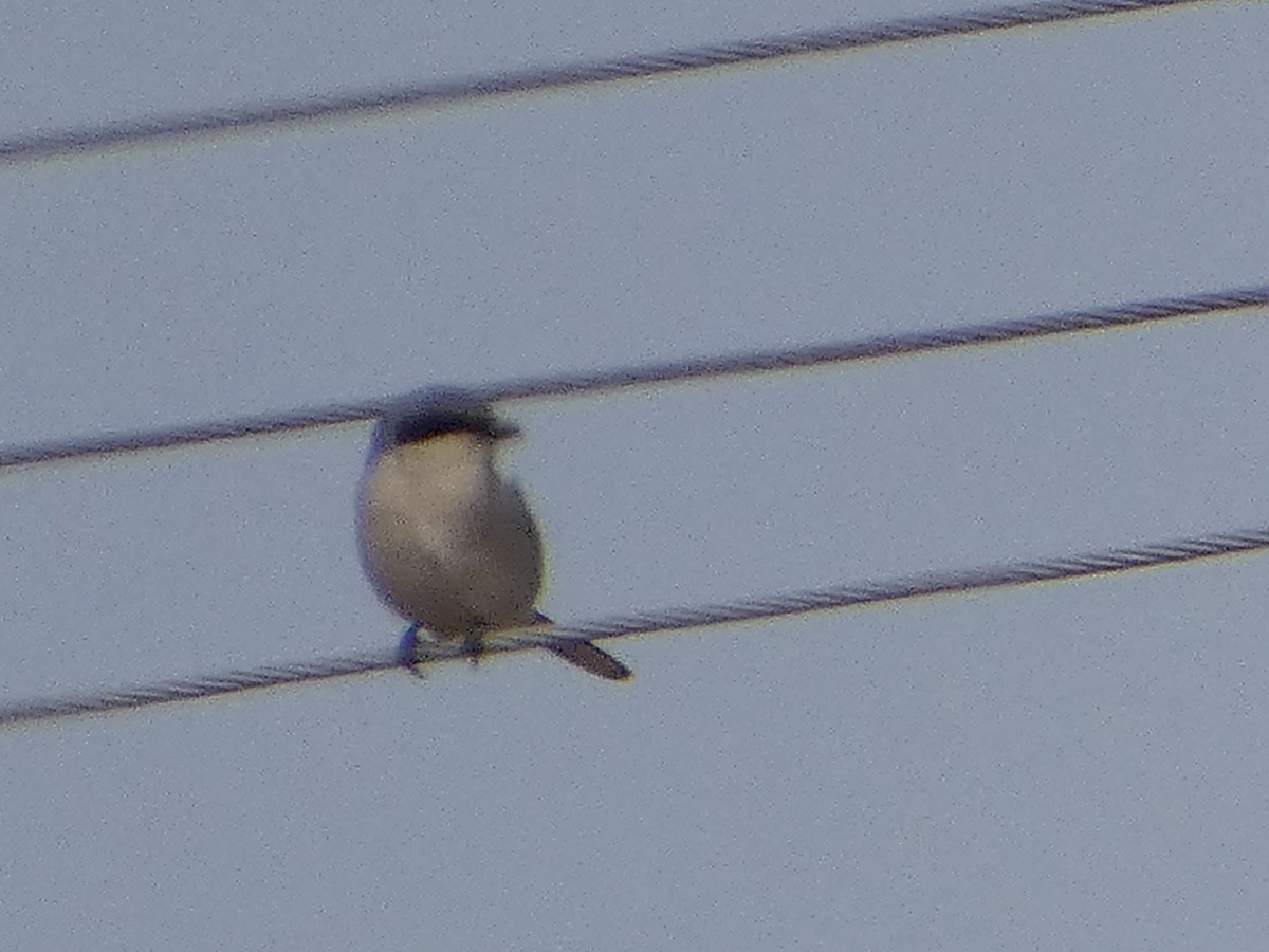 Loggerhead Shrike - ML538190601